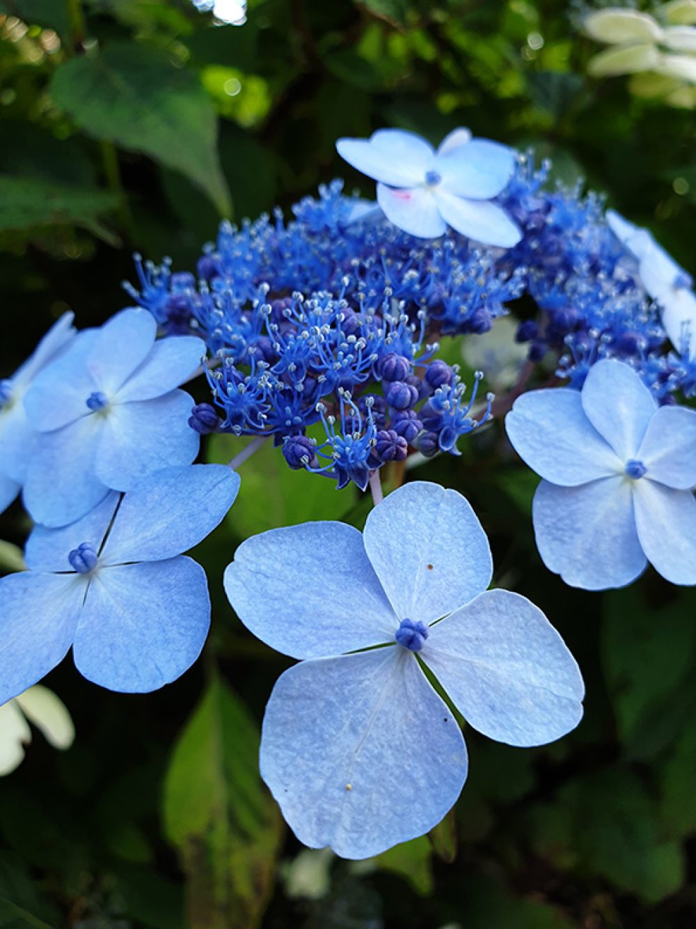 Hortensia